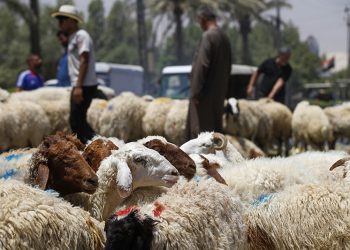 Sheep are pictured at a livestock market in the capital Baghdad on July 8, 2022, ahead of the Muslim holiday of Eid al-Adha. (Photo by AHMAD AL-RUBAYE / AFP)