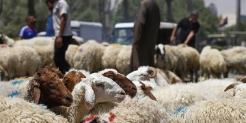 Sheep are pictured at a livestock market in the capital Baghdad on July 8, 2022, ahead of the Muslim holiday of Eid al-Adha. (Photo by AHMAD AL-RUBAYE / AFP)