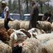 Sheep are pictured at a livestock market in the capital Baghdad on July 8, 2022, ahead of the Muslim holiday of Eid al-Adha. (Photo by AHMAD AL-RUBAYE / AFP)